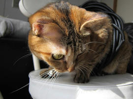 IMG03797.jpg