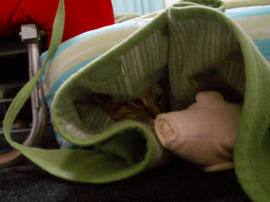 IMGP12556.jpg