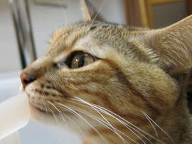 IMG00285.jpg