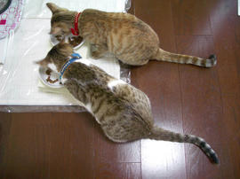 IMGP8535.jpg