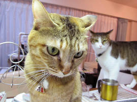 IMG03852.jpg
