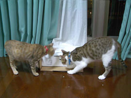 IMGP8645.jpg