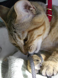 IMGP8811.jpg