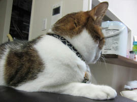 IMG03926.jpg