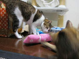 IMG03976.jpg