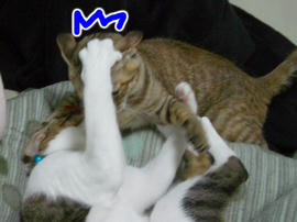 IMGP9049.jpg
