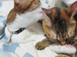 IMG04009.jpg