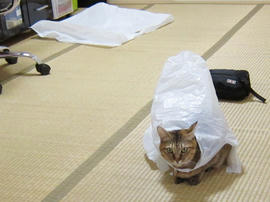 IMG04030.jpg