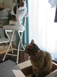IMG04066.jpg