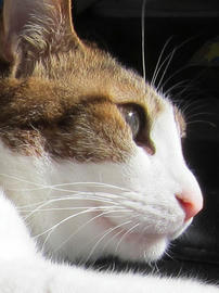 IMG04076.jpg