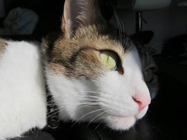 IMG04078.jpg