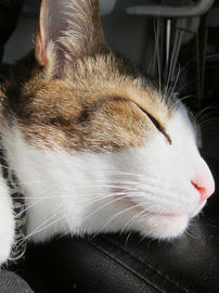 IMG04079.jpg
