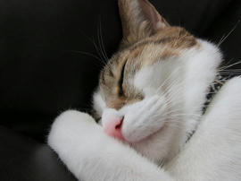 IMG04081.jpg