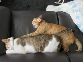 IMG04083.jpg