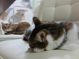 IMG04085.jpg