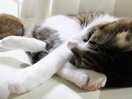 IMG04086.jpg