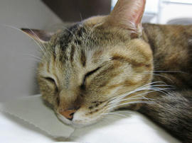 IMG04089.jpg