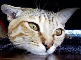 PAP_0010.jpg