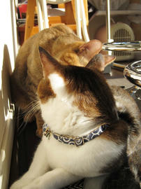 IMG04093.jpg