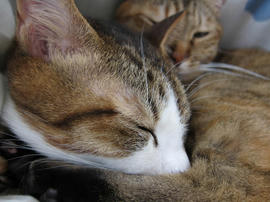 IMG04096.jpg