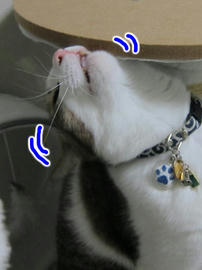 IMG04106.jpg
