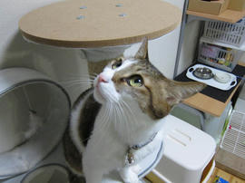 IMG04109.jpg