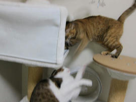 IMG04116.jpg
