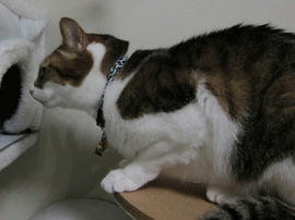 IMG04118.jpg