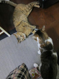 IMG04123.jpg