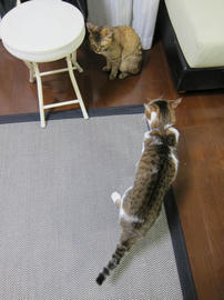 IMG04124.jpg