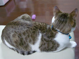 IMGP9587.jpg