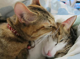 IMG04133.jpg