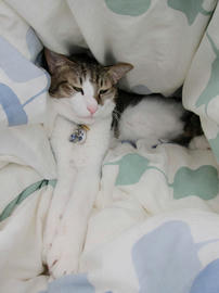 IMG04145.jpg