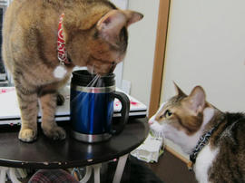 IMG04157.jpg