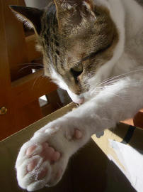IMGP12959.jpg