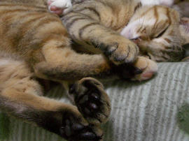 IMGP10041.jpg