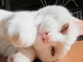 IMG04219.jpg