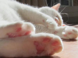 IMG04225.jpg