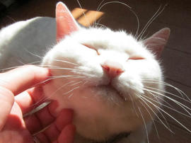 IMG04238.jpg