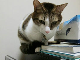 IMG04241.jpg