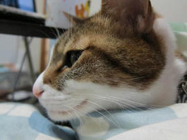 IMG04244.jpg