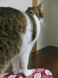 IMG04260.jpg