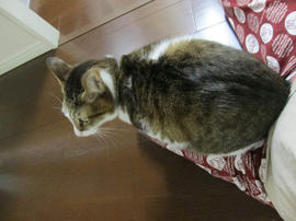 IMG04262.jpg