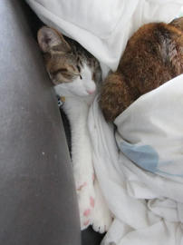 IMG04271.jpg