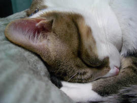 IMGP10219.jpg