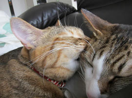 IMG04299.jpg