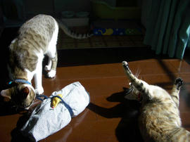 IMGP10267.jpg
