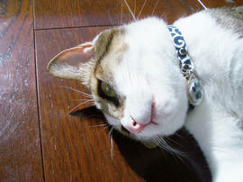 IMGP13131.jpg