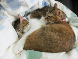 IMG04308.jpg