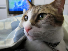 IMG04368.jpg